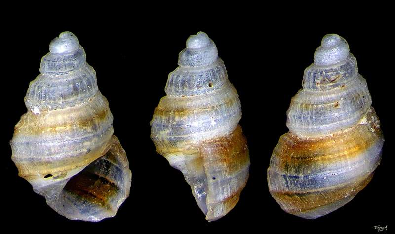 Un aiutino per questa Alvania, Grazie